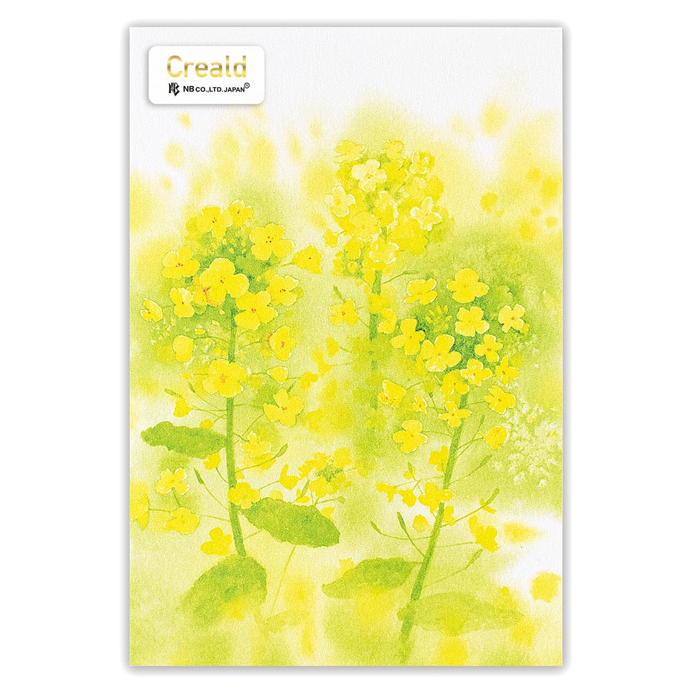 ポストカード　菜の花
